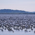 Darurekord a Hortobágyon: közel 200 ezer madár pihen a síkságon
