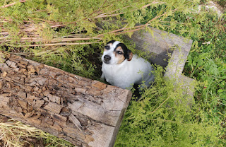 Louise found a gap in one of the old raised beds