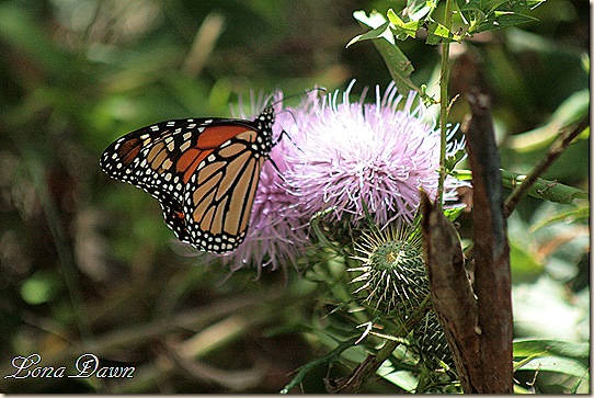 CC_Monarch2_Thistle
