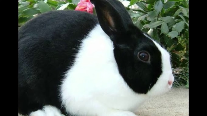 How do you train a rabbit to use a harness?