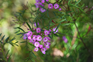 Boronia Flower Images