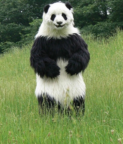 Panda Lucu