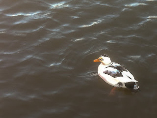 Photo of the magpie duck's return to Maryport Marina