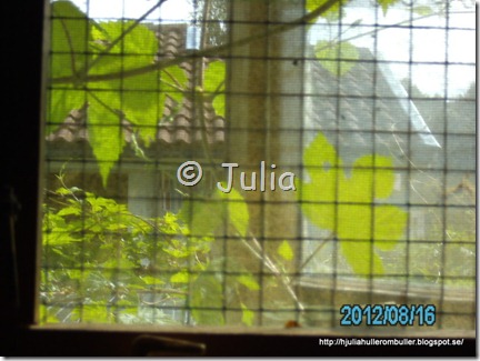 PICT0815