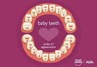 Order Appearance of Baby Teeth