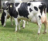 Breeds of dairy cow in Kenya