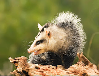 1. La zarigüeya Didelphis albiventris