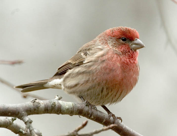 red house finch