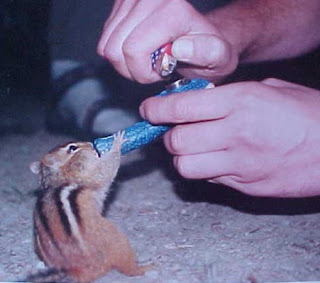 funny animals funny people smoking weed
