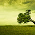 Tree in Land Wallpaper