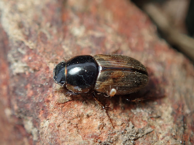 Melinopterus sp