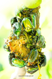 Naturfotografie Feige Goldglänzender Rosenkäfer Olaf Kerber