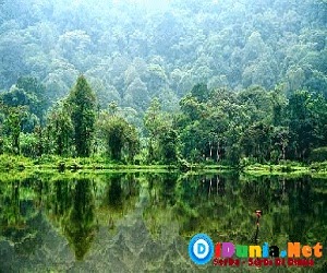 Hutan hujan terbesar didunia