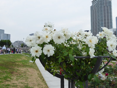 中之島公園のバラ園