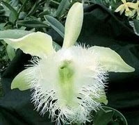 digbyana Beautiful Orchid