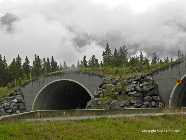 wildlife corridors are built over the highways to allow the animals ...