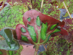 Philadelphia Flower Show 2020 - Begonia Cathedral