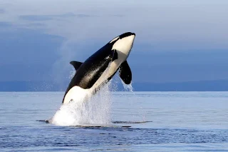 Paus Orca