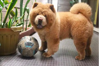 Mira este adorable perro que parece un oso