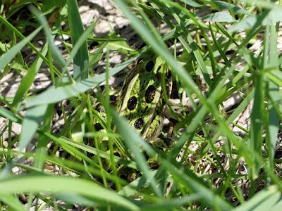 Northern Leopard Frog