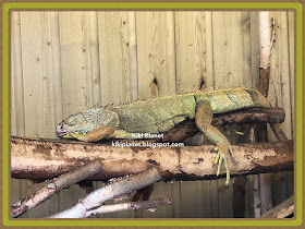 kiki monchhichi reptiles pogona dragon iguane