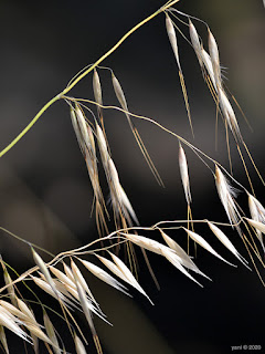 grass seeds