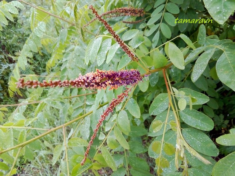 Аморфа кустарниковая (Amorpha fruticosa)