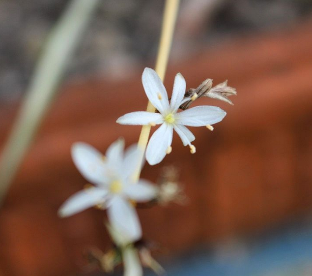 fiore bianco