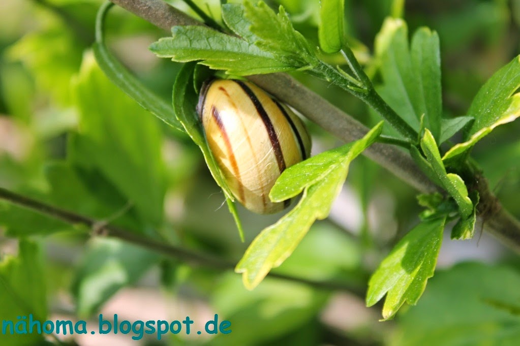 https://www.mein-schoener-garten.de/de/gartenpraxis/ziergarten/hibiscus-richtig-schneiden-89601