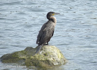 Great Cormorant – New Plymouth, New Zealand – © Denise Motard