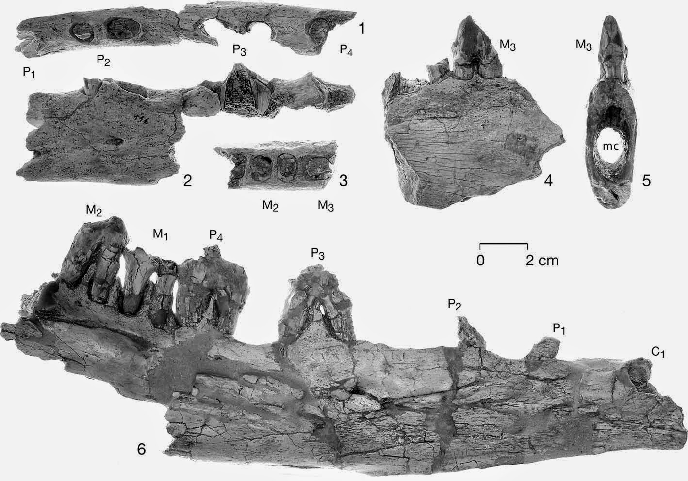 http://sciencythoughts.blogspot.co.uk/2014/11/a-protocetid-whale-from-early-middle.html