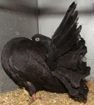 Black Indian Fantail Pigeon