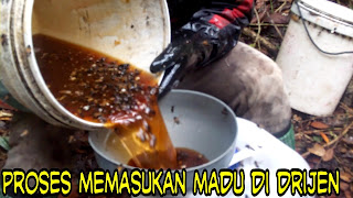 Jual madu murni/curah asli lebah liar hutan riau