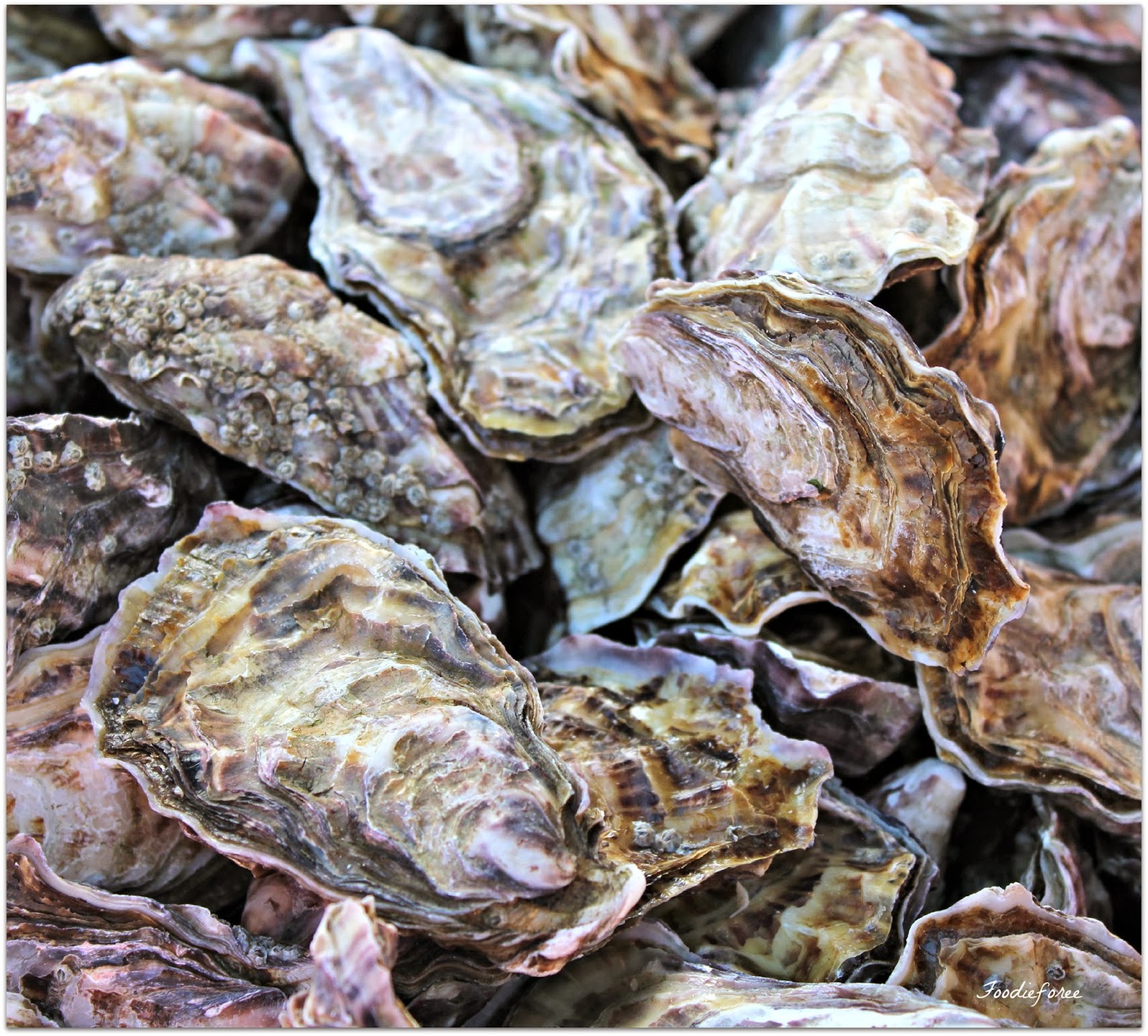 Oysters