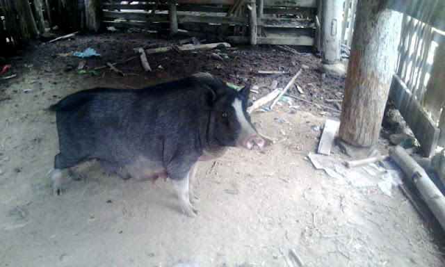 babi batak