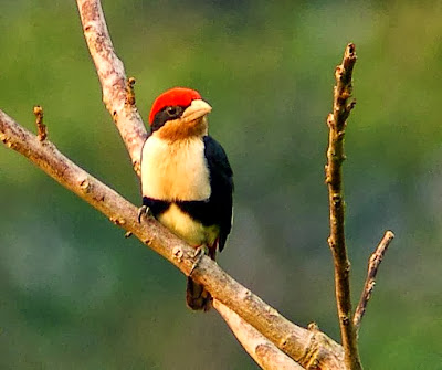 Black girlded Barbet