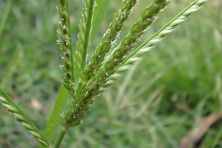 Obati Penyakit Autisme dan Tingkatkan Kecerdasan Otak Dengan Rumput Yang Satu Ini