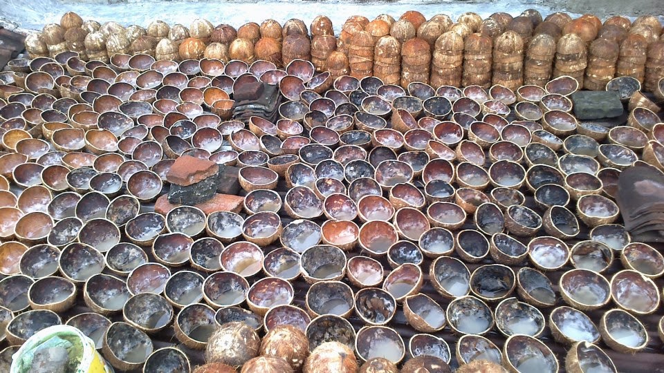 JUAL BATOK  KELAPA  MUDA