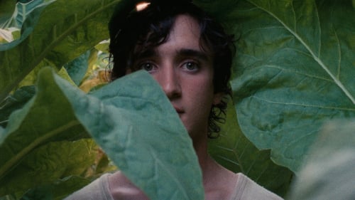 Lazzaro feliz 2018 online latino 1080p