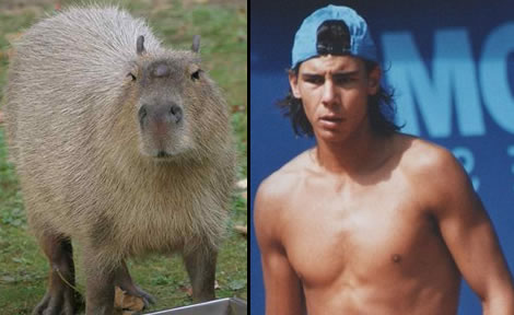 Capybaras that look like Rafael Nadal