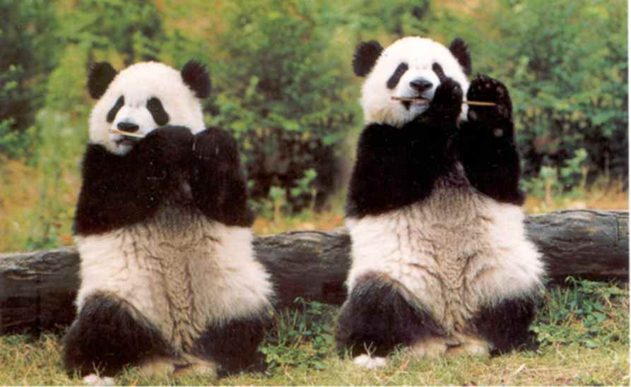 Panda Wallpapers | Free Animal