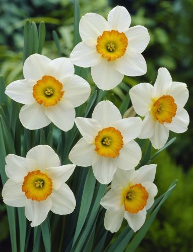Romantic Flowers: Narcissus Flower