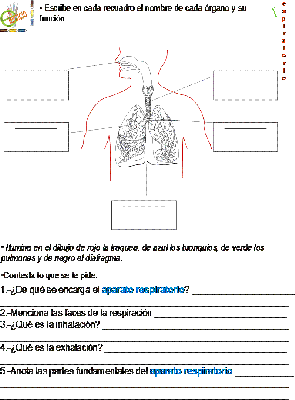 Tareas del aparato respiratorio