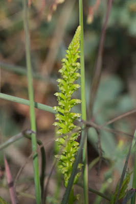 Common Mignonette Orchid (Microtis media)