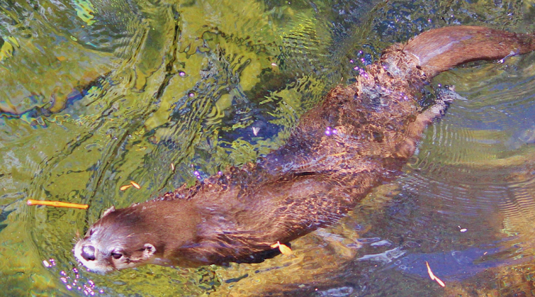 How Long Can Otters Hold Their Breath?