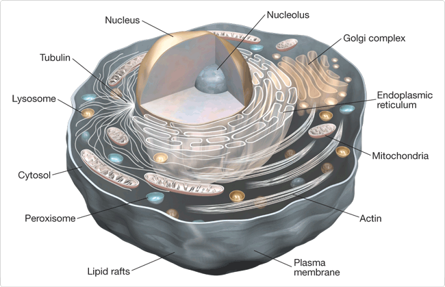 Cell Cell Cell Cell Animal Cells