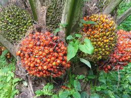 Cara menanam kelapa sawit yang benar