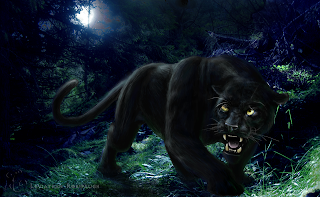 Black Panther HD Wallpapers, black panther, wild animal, wild black panther images, 