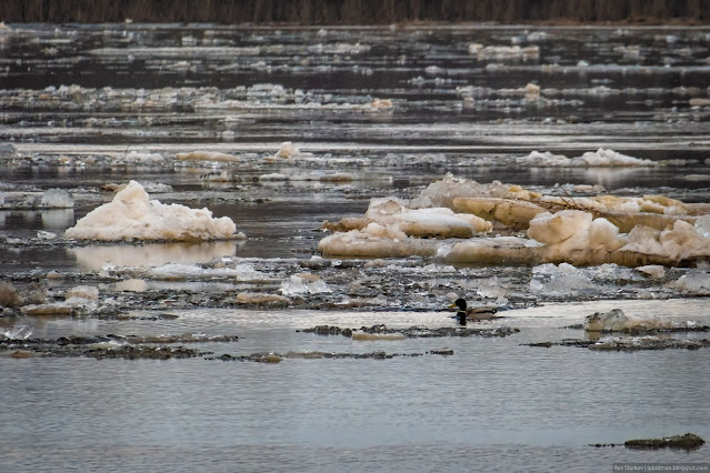 Селезень плывет по реке среди льдин