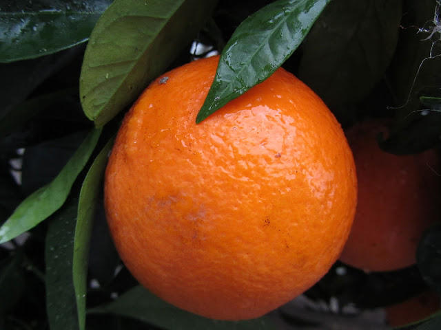 Citrus sinensis